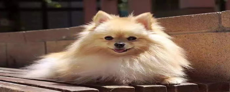 Does the Pomeranian only recognize the owner?