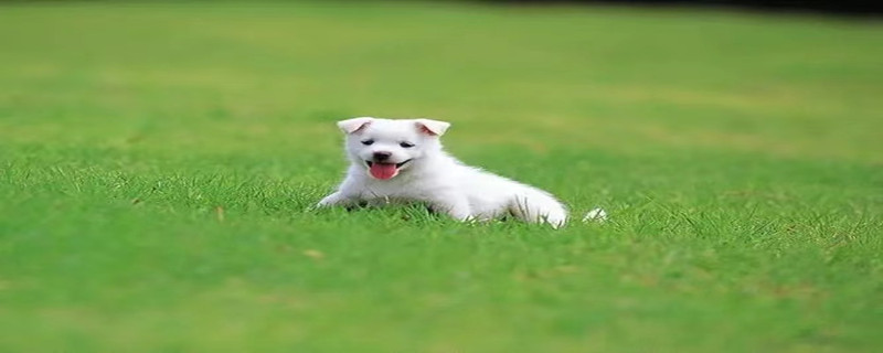 Does the puppy recognize its owner?