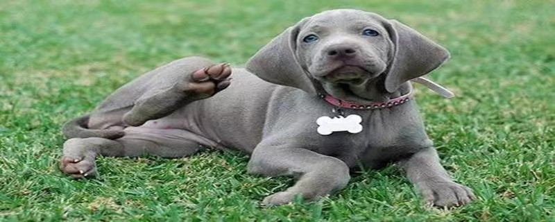Do Weimaraner Dogs Know Their Owners?