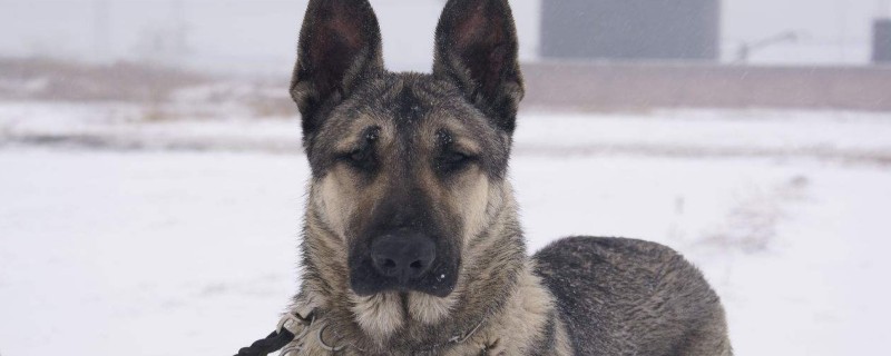 Does Wolf Green recognize its owner?