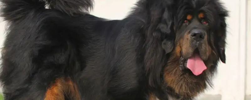 Do Tibetan mastiffs recognize their owners?