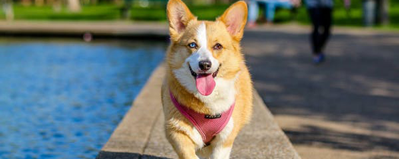 Why many people don't recommend keeping corgis