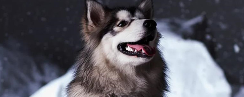 Do Alaskan Malamutes recognize their owners?