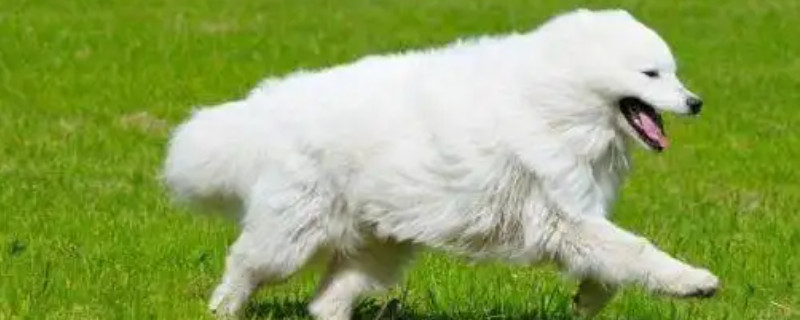 Does the Samoyed dog recognize its owner?