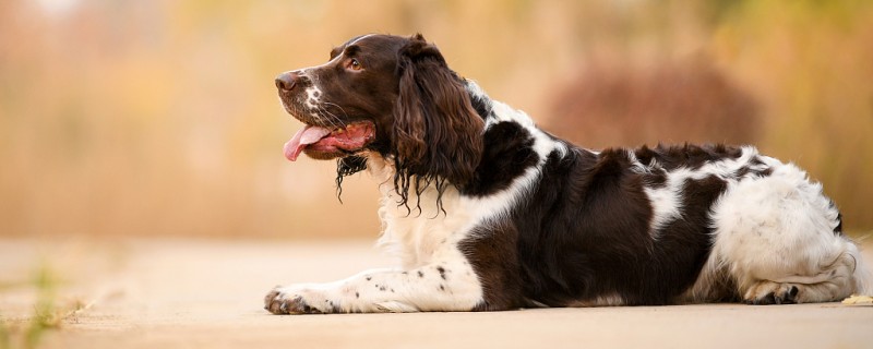 Does Springer recognize the owner?