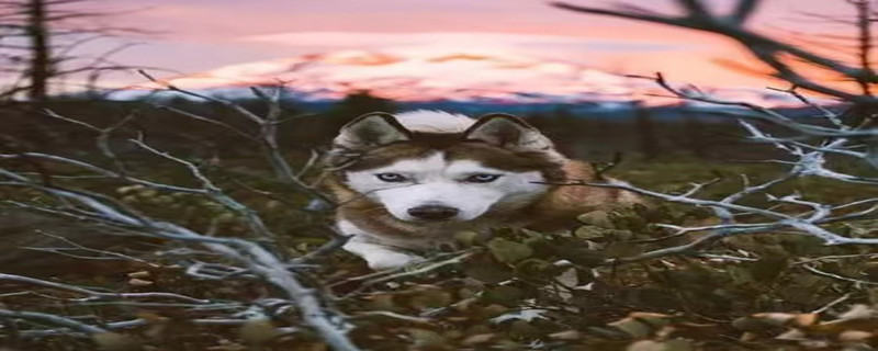 Do husky dogs recognize their owners?