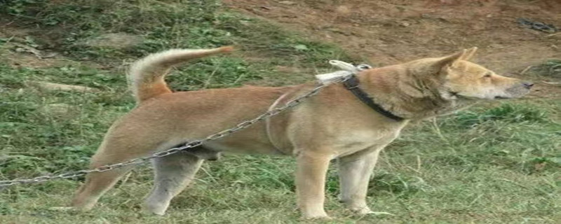 Do ground hounds recognize their owners?