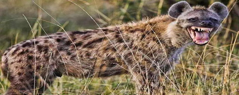 Do hyenas recognize their owners?