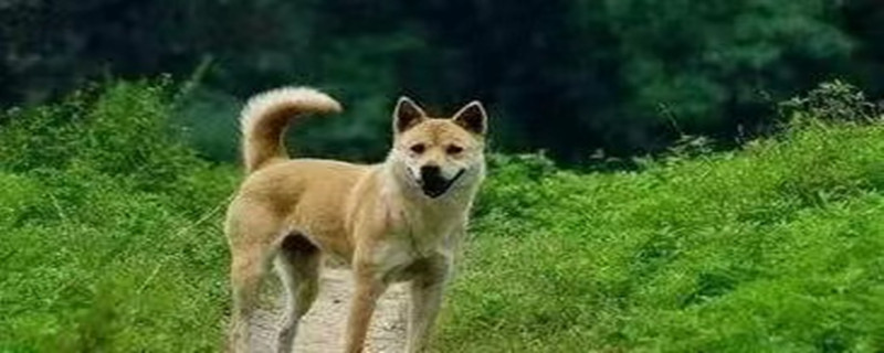 Does the pastoral dog recognize its owner?