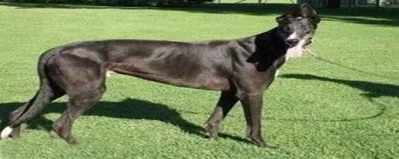 Does the greyhound recognize its owner?
