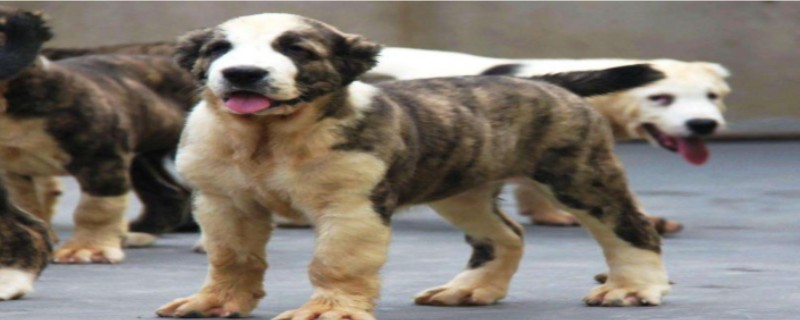 Does the Central Asian mastiff recognize its owner?