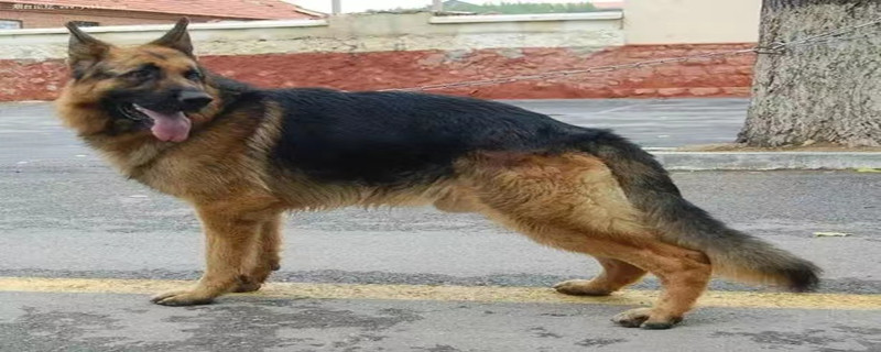 Does the black back recognize the owner?