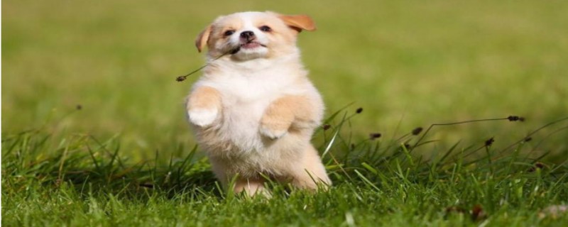 Does the dog recognize the original owner?