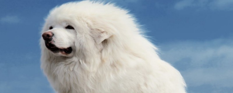 Can a Tibetan Mastiff recognize its owner?