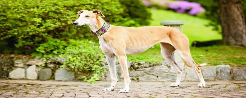 Does Linghui dog recognize its owner?