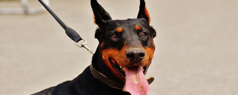 Does Doberman recognize the owner?