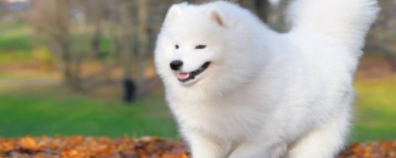 Will the Samoyed recognize its owner?