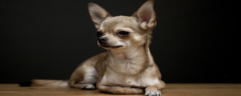 Do puppies recognize their owners?