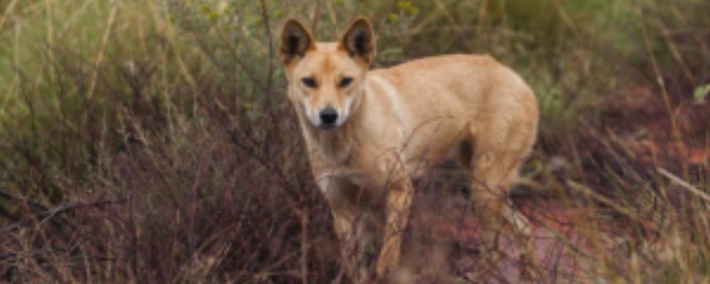 Do wild dogs recognize their owners?