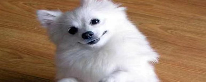 Does the Fox Dog recognize its owner?