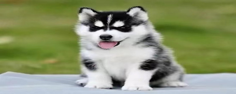 Do husky dogs recognize their owners?