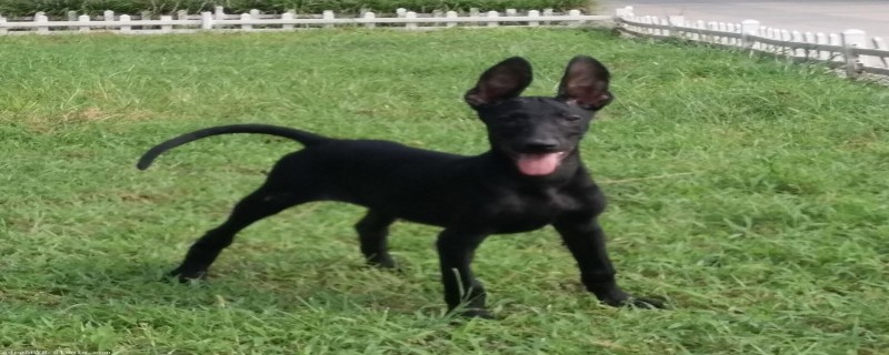Does the black wolf dog recognize its owner?