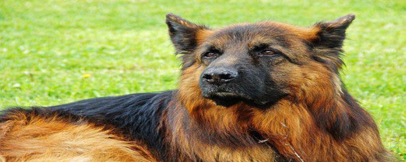 Do Vigorous Dogs Recognize Their Owners?