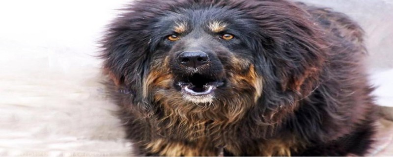 Do adult Tibetan mastiffs recognize their owners?