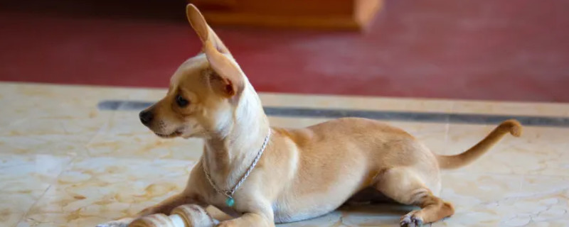 Can a Chihuahua recognize its owner? Can a Chihuahua recognize its owner?