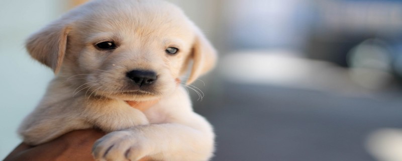 Does the milk dog recognize its owner?