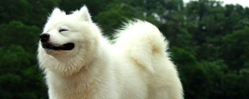 Do Samoyed puppies recognize their owners?