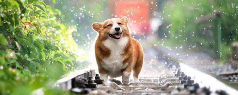 Do dogs recognize their owners?