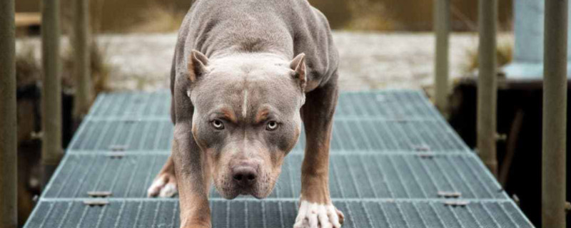 Does Pitbull recognize its owner?