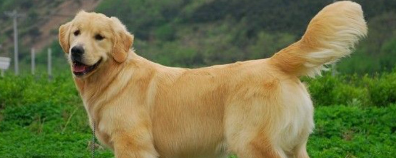 Does the Golden Retriever recognize its owner?