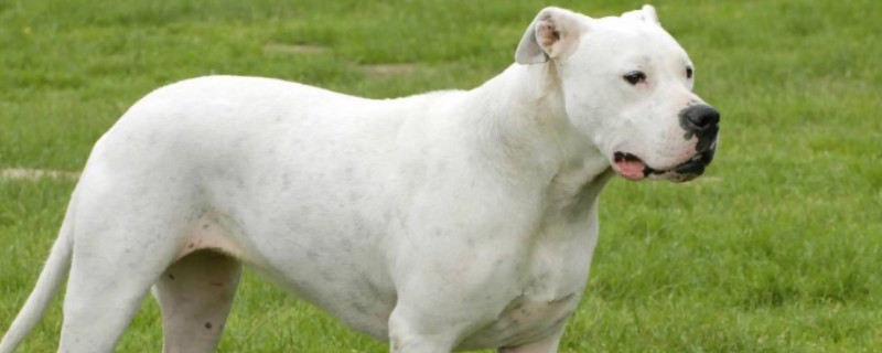 Does the Dogo dog recognize its owner?