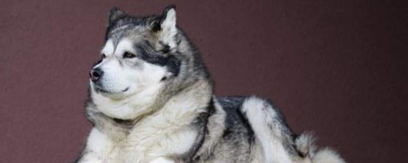 Will Alaska recognize its owner?