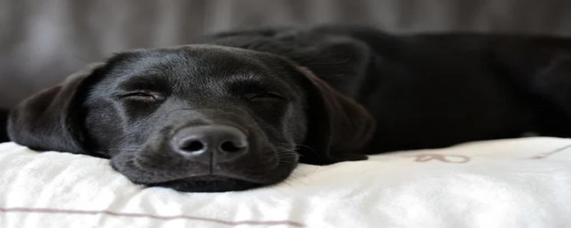 Do Labrador Retrievers Know Their Owners?