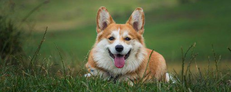 Will a soil dog recognize a new owner if it is lost?