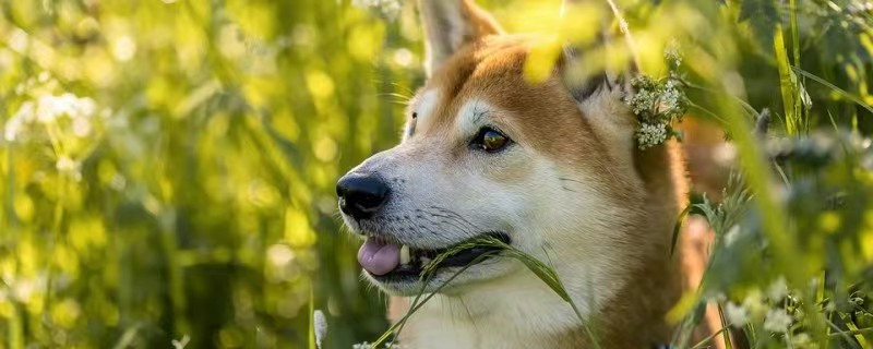 Do dogs only know one owner?