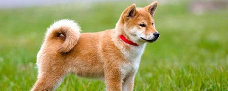 Do Akita dogs only recognize one owner?