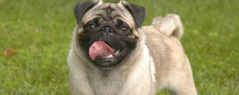 Does Pug recognize the owner?