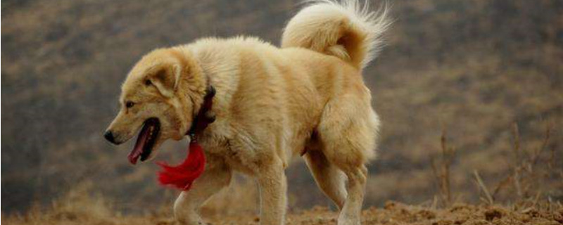Do the dogs recognize their owners?