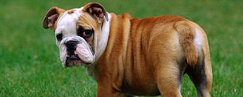 Do British Bulldogs Know Their Owners?