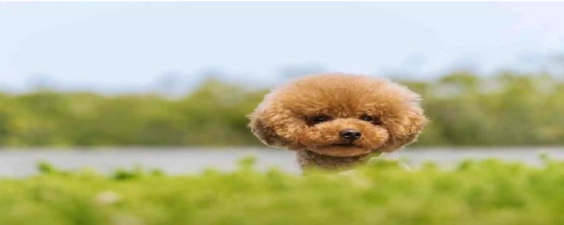 Does Teddy only know one owner?