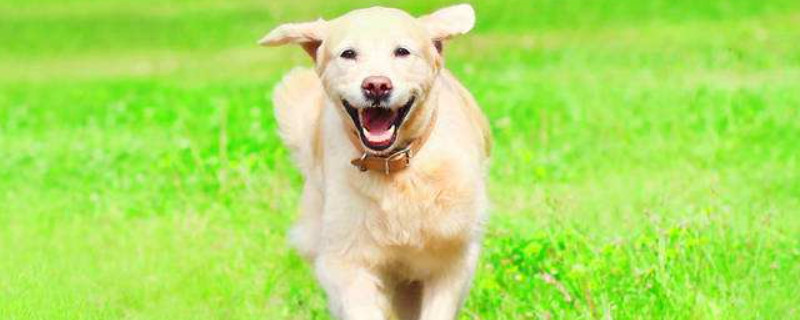 Do dogs recognize their owners?