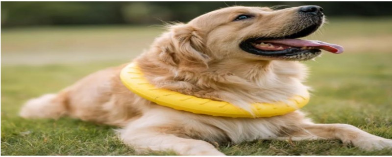 Will the Golden Retriever recognize its owner?