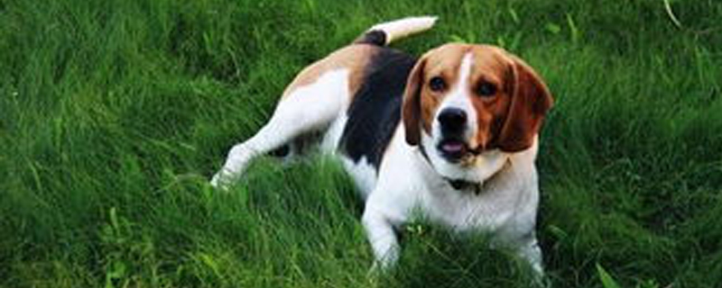 Does the Beagle recognize its owner?
