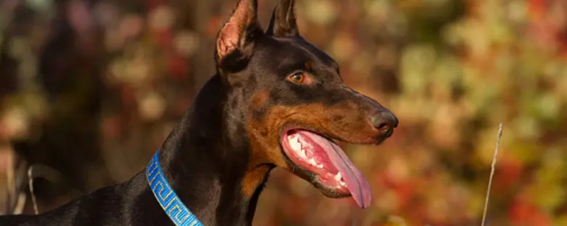 How much does a Doberman pinscher cost?