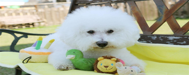 How much is a bichon frize