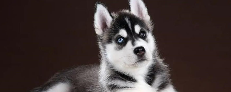 How much is a husky